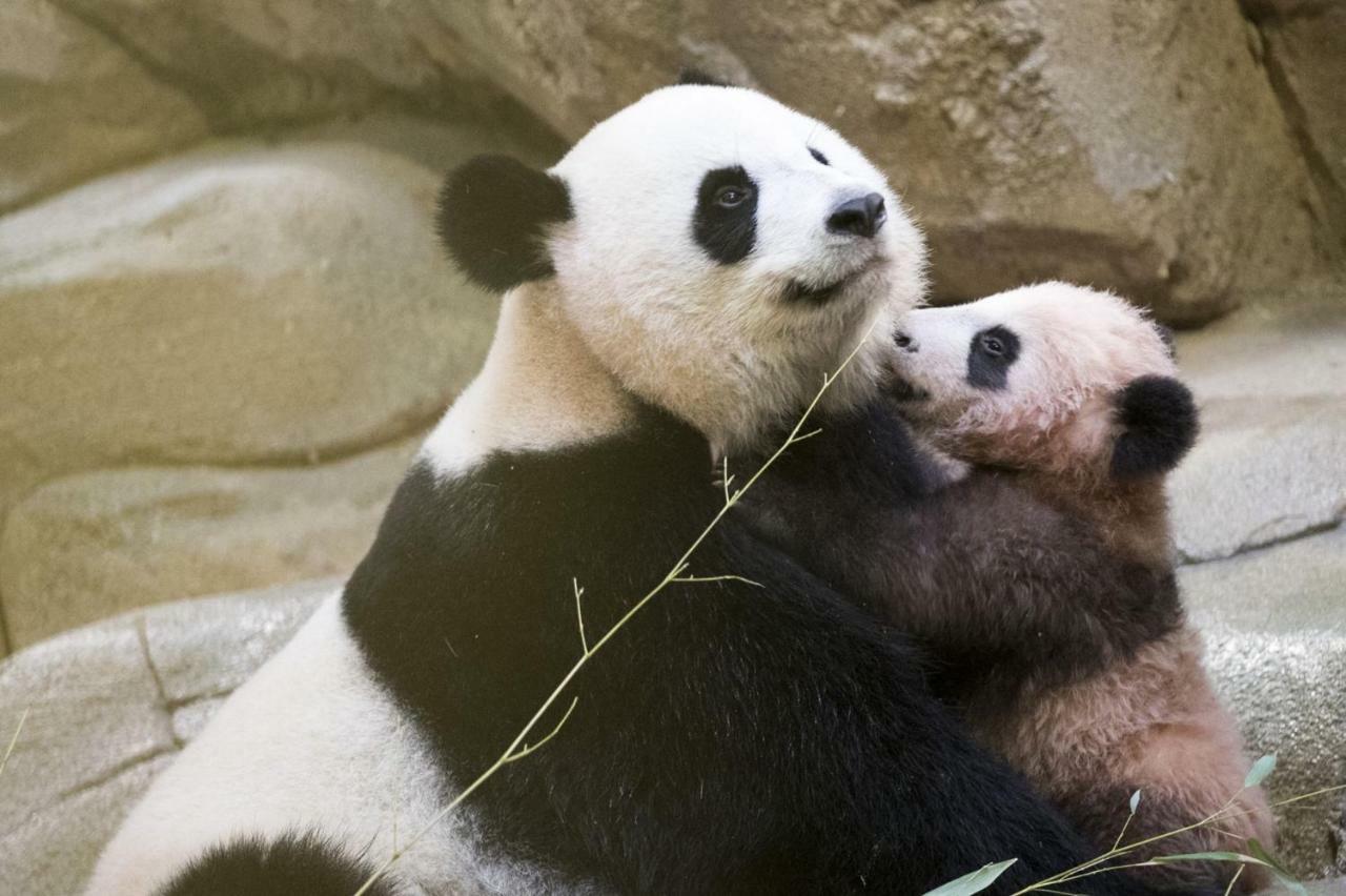 Les Gites De L'Argenterie A 15Km Du Zoo De Beauval Classes 4 Etoiles Fontguenand Eksteriør bilde